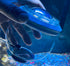 4-6-8" TankMatez Hydraulic Silent Release Bubble Fish Trap